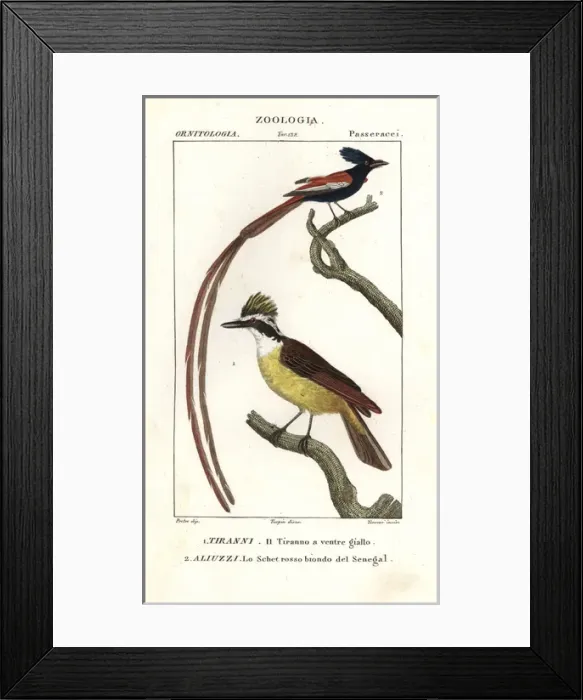 Framed Print : Eastern kingbird, Tyrannus tyrannus, and Asian Framed Print : Eastern kingbird, Tyrannus tyrannus, and Asian