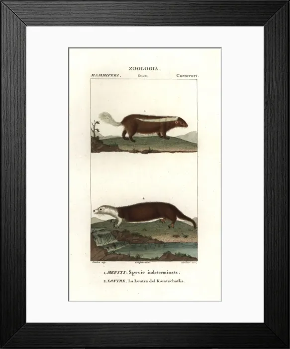 Framed Print : Skunk species, Mephitis mephitis?, and sea Framed Print : Skunk species, Mephitis mephitis?, and sea