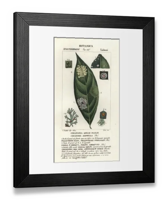 Framed Print : Leaf fungi, Circinaria epiphylla Framed Print : Leaf fungi, Circinaria epiphylla