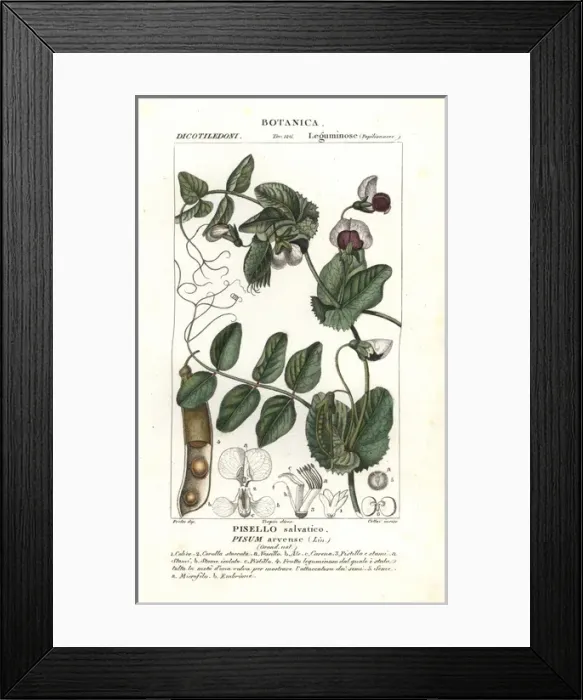 Framed Print : Field pea, Pisum arvense Framed Print : Field pea, Pisum arvense