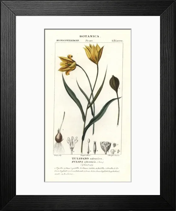 Framed Print : Woodland tulip, Tulipa sylvestris Framed Print : Woodland tulip, Tulipa sylvestris