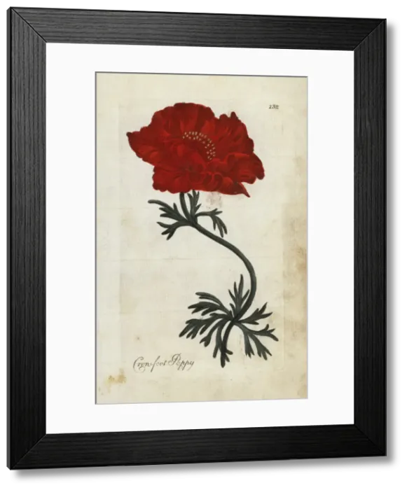 Framed Print : Crowfoot poppy or Persian buttercup, Ranunculus asiaticus Framed Print : Crowfoot poppy or Persian buttercup, Ranunculus asiaticus