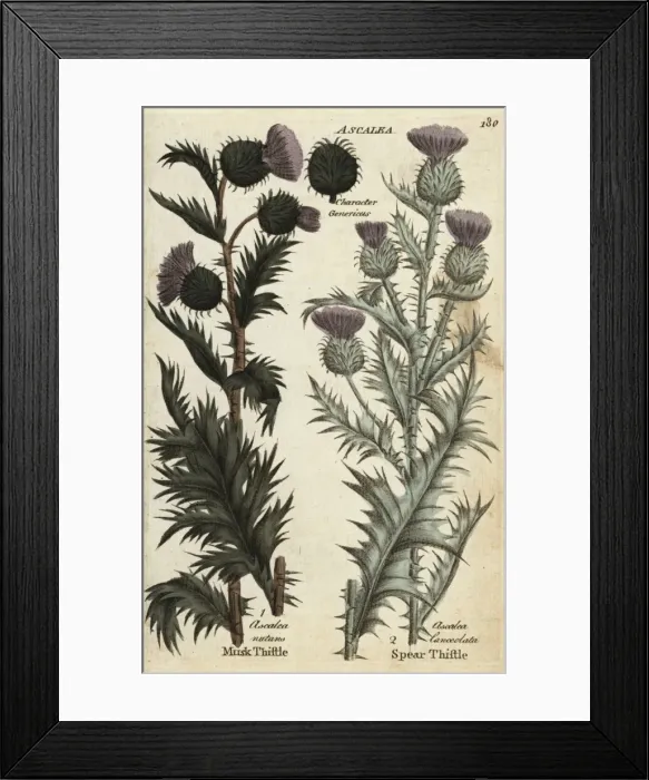 Framed Print : Musk thistle, Carduus nutans, and spear thistle Framed Print : Musk thistle, Carduus nutans, and spear thistle