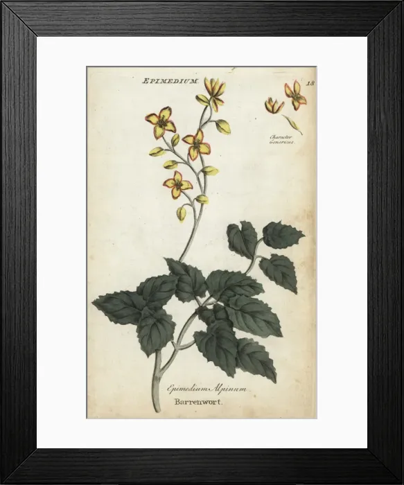 Framed Print : Barrenwort, Epimedium alpinum Framed Print : Barrenwort, Epimedium alpinum
