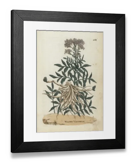 Framed Print : Water valerian, Valeriana aquatica Framed Print : Water valerian, Valeriana aquatica