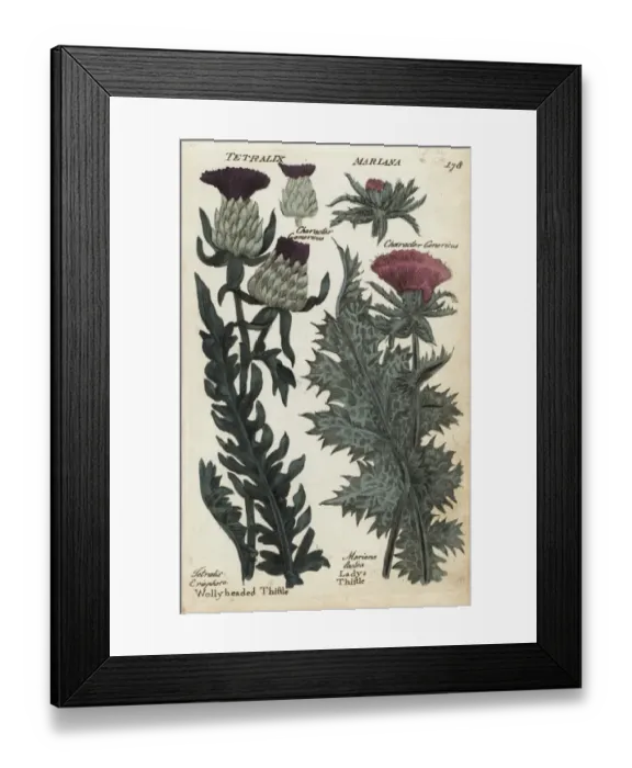 Framed Print : Woolly headed thistle and milk or ladys thistle Framed Print : Woolly headed thistle and milk or ladys thistle