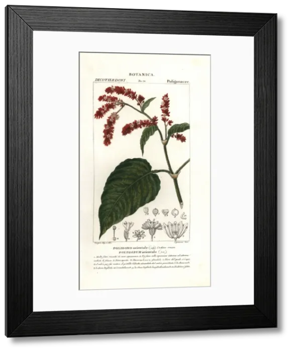 Framed Print : Princess feather plant, Persicaria orientalis Framed Print : Princess feather plant, Persicaria orientalis