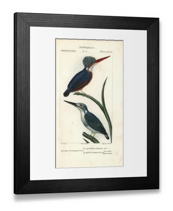 Framed Print : Malachite kingfisher, Alcedo cristata Framed Print : Malachite kingfisher, Alcedo cristata