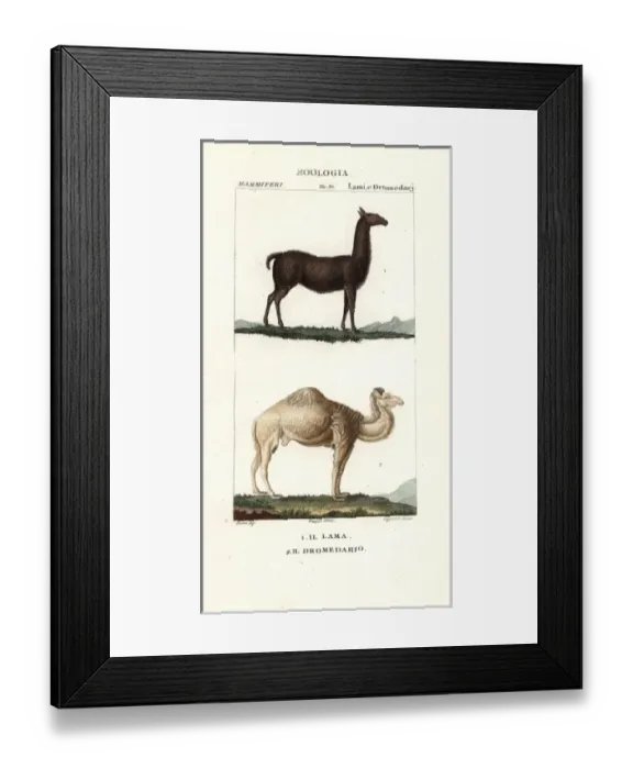 Framed Print : Llama, Lama glama, and dromedary camel, Camelus dromedarius Framed Print : Llama, Lama glama, and dromedary camel, Camelus dromedarius