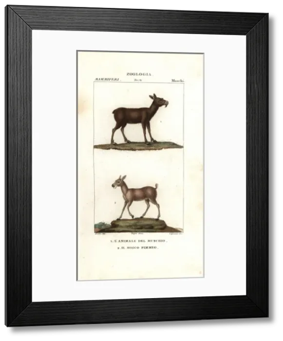 Framed Print : Nilgai, Boselaphus tragocamelus, and greater Framed Print : Nilgai, Boselaphus tragocamelus, and greater