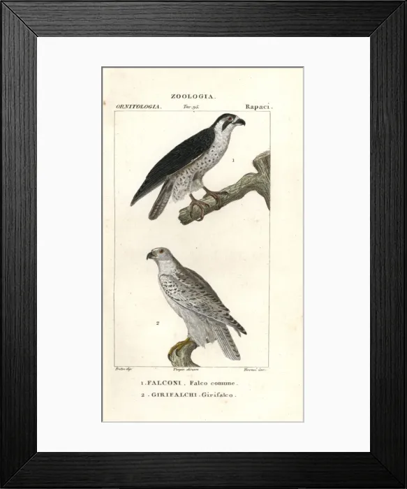 Framed Print : Peregrine falcon, Falco peregrinus, and gyrfalcon Framed Print : Peregrine falcon, Falco peregrinus, and gyrfalcon