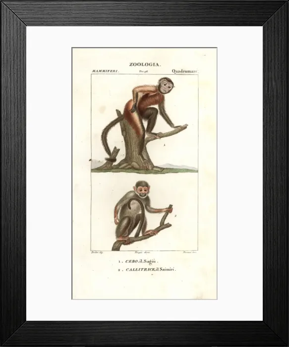 Framed Print : Tufted capuchin, Sapajus apella, and squirrel Framed Print : Tufted capuchin, Sapajus apella, and squirrel