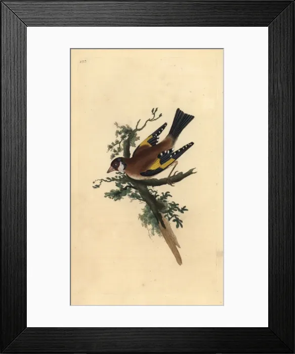 Framed Print : Goldfinch, Carduelis carduelis Framed Print : Goldfinch, Carduelis carduelis