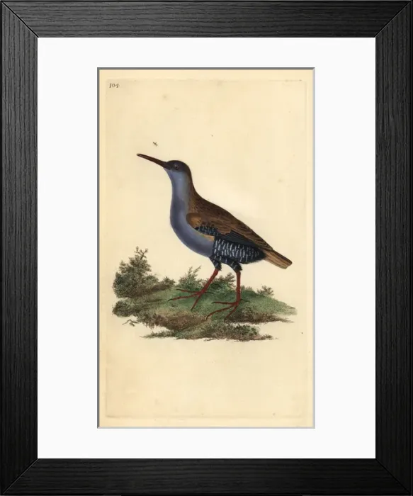 Framed Print : Gadwall (male), Anas strepera Framed Print : Gadwall (male), Anas strepera