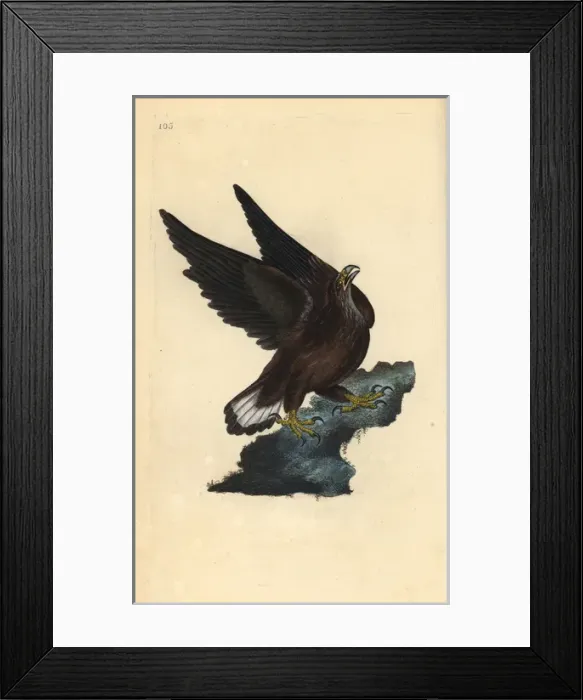 Framed Print : Sea eagle, Haliaeetus albicilla Framed Print : Sea eagle, Haliaeetus albicilla