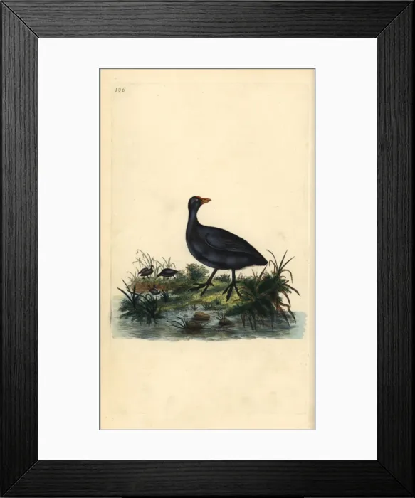 Framed Print : Common coot, Fulica atra Framed Print : Common coot, Fulica atra