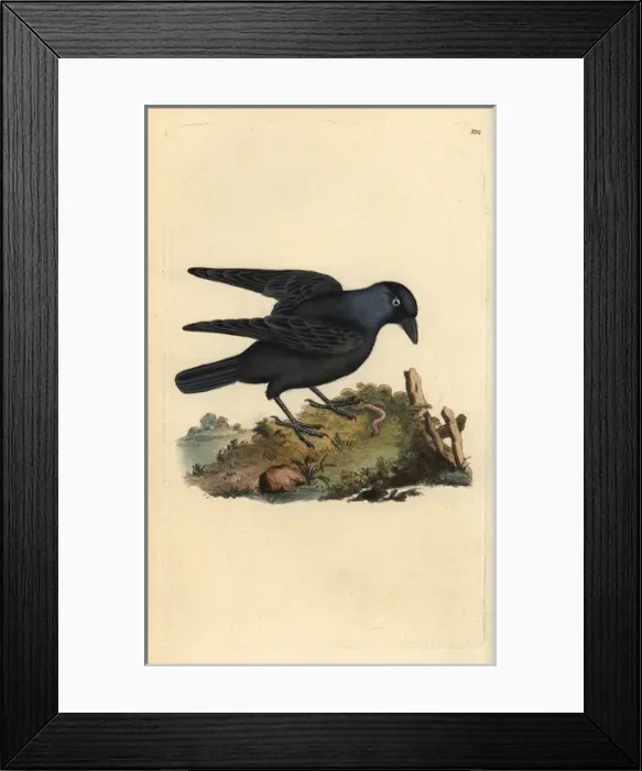 Framed Print : Jackdaw, Corvus monedula, with worm Framed Print : Jackdaw, Corvus monedula, with worm