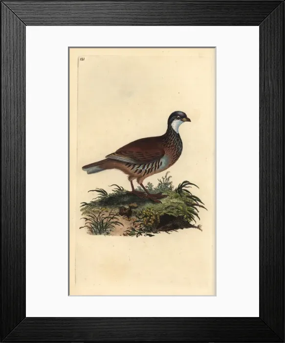 Framed Print : Red-legged partridge, Alectoris rufa Framed Print : Red-legged partridge, Alectoris rufa