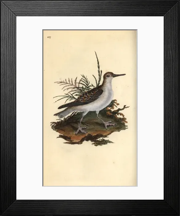 Framed Print : Red phalarope, Phalaropus fulicarius Framed Print : Red phalarope, Phalaropus fulicarius