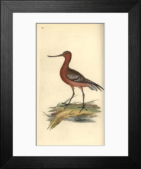 Framed Print : Bar-tailed godwit, Limosa lapponica Framed Print : Bar-tailed godwit, Limosa lapponica