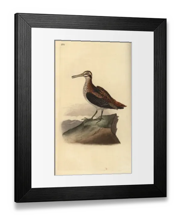 Framed Print : Jack snipe, Lymnocryptes minimus Framed Print : Jack snipe, Lymnocryptes minimus