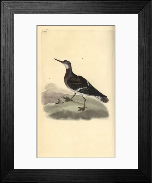 Framed Print : Common pochard or red-headed wigeon, Aythra ferina (female) Framed Print : Common pochard or red-headed wigeon, Aythra ferina (female)