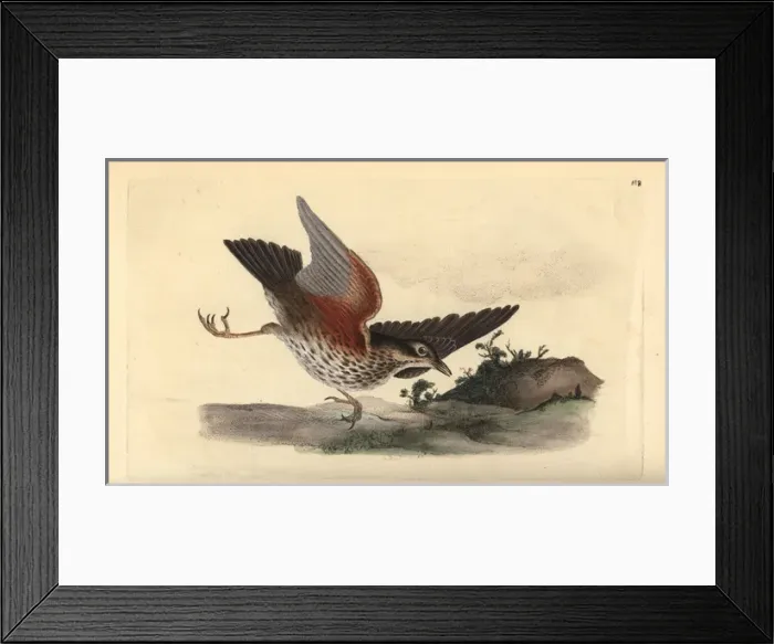 Framed Print : Redwing, Turdus iliacus Framed Print : Redwing, Turdus iliacus