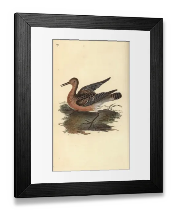 Framed Print : Ruff, Philomachus pugnax, female Framed Print : Ruff, Philomachus pugnax, female