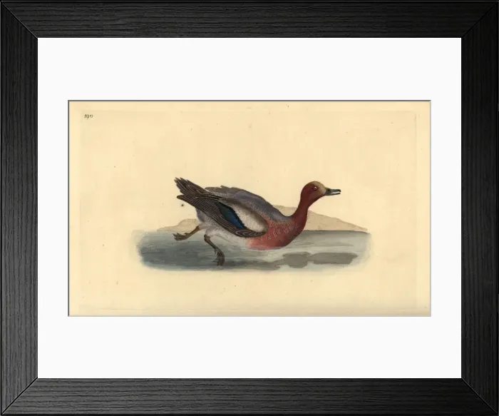 Framed Print : Eurasian wigeon, Anas penelope Framed Print : Eurasian wigeon, Anas penelope