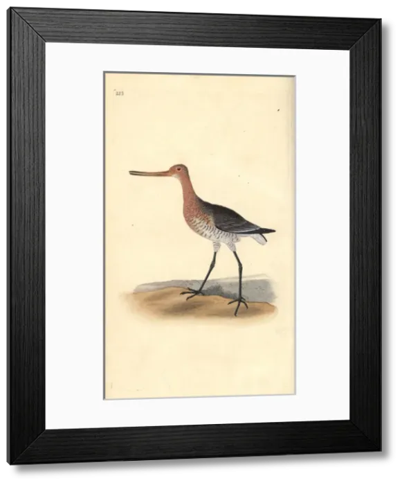 Framed Print : Bar-tailed godwit (female), Limosa lapponica Framed Print : Bar-tailed godwit (female), Limosa lapponica