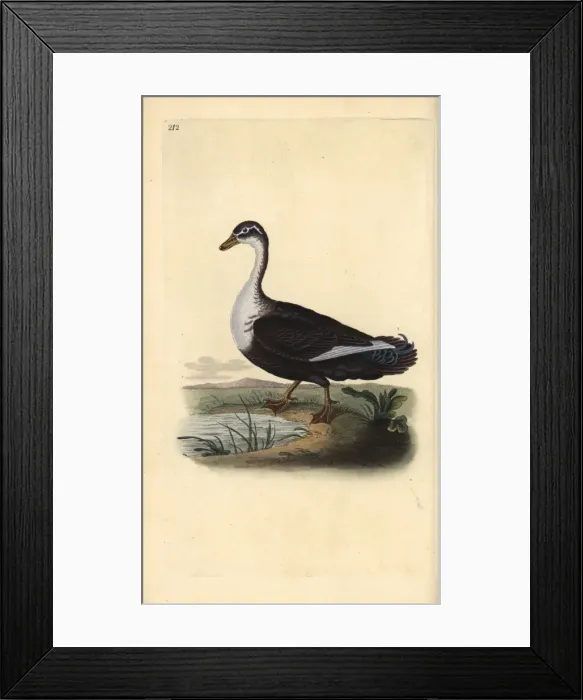 Framed Print : Muscovy duck (variant), Cairina moschata Framed Print : Muscovy duck (variant), Cairina moschata