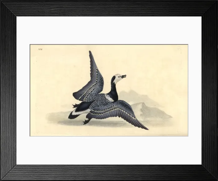 Framed Print : Barnacle goose, Branta leucopsis Framed Print : Barnacle goose, Branta leucopsis