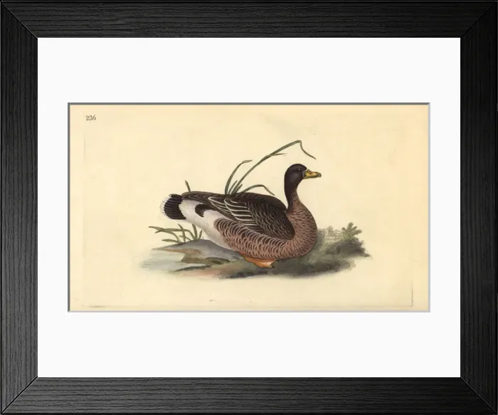 Framed Print : Greylag goose, Anser anser Framed Print : Greylag goose, Anser anser