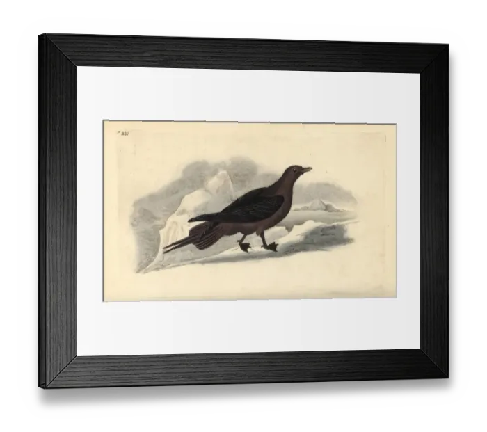 Framed Print : Parasitic Jaeger, Stercorarius parasiticus Framed Print : Parasitic Jaeger, Stercorarius parasiticus