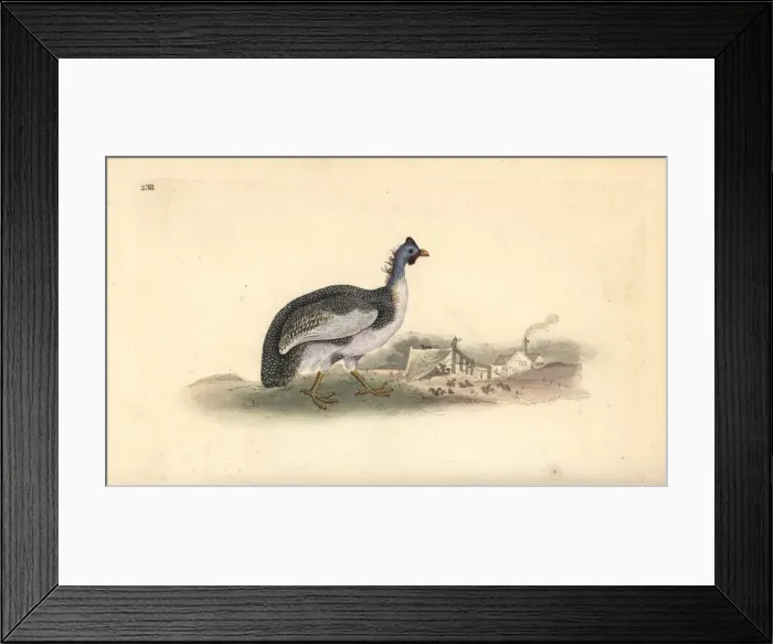 Framed Print : Helmeted guineafowl, Numida meleagris Framed Print : Helmeted guineafowl, Numida meleagris