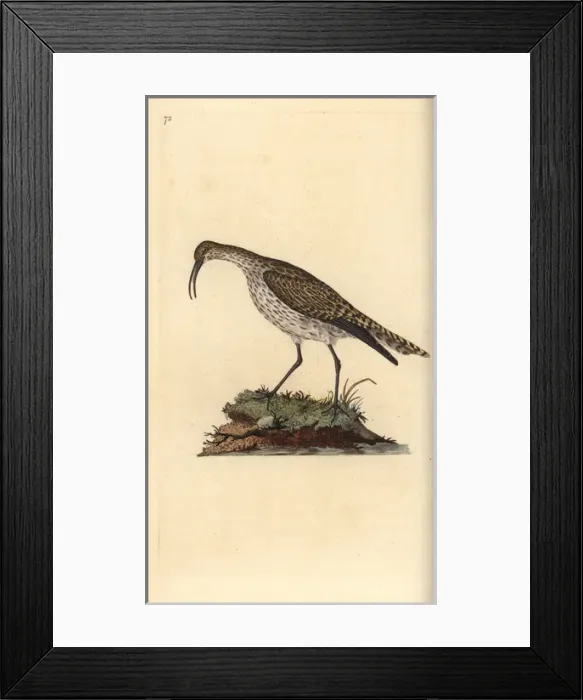 Framed Print : Common pochard or red-headed wigeon, Aythra ferina (female) Framed Print : Common pochard or red-headed wigeon, Aythra ferina (female)