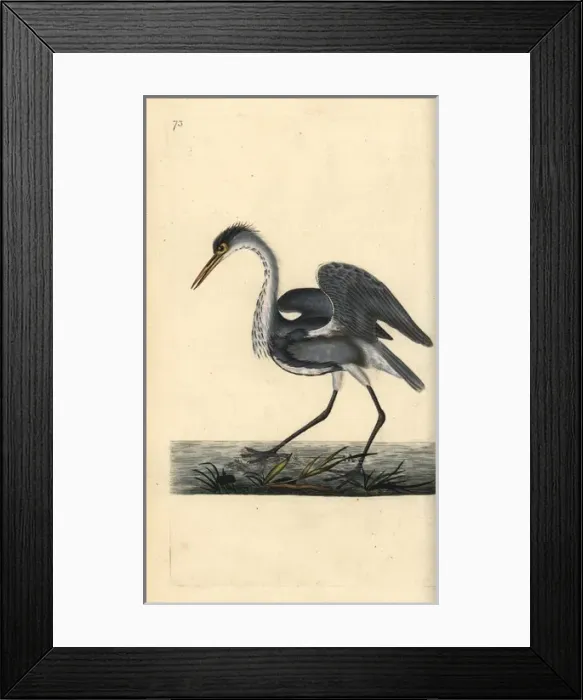 Framed Print : Grey heron, Ardea cinerea Framed Print : Grey heron, Ardea cinerea