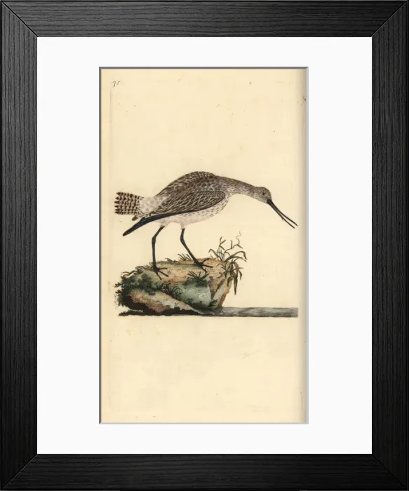 Framed Print : Bar-tailed godwit, Limosa lapponica Framed Print : Bar-tailed godwit, Limosa lapponica