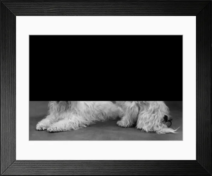 Framed Print : Fall / Tibetan Terriers / 59 Framed Print : Fall / Tibetan Terriers / 59