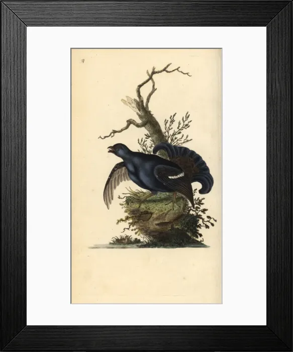Framed Print : Black grouse, Tetrao tetrix Framed Print : Black grouse, Tetrao tetrix