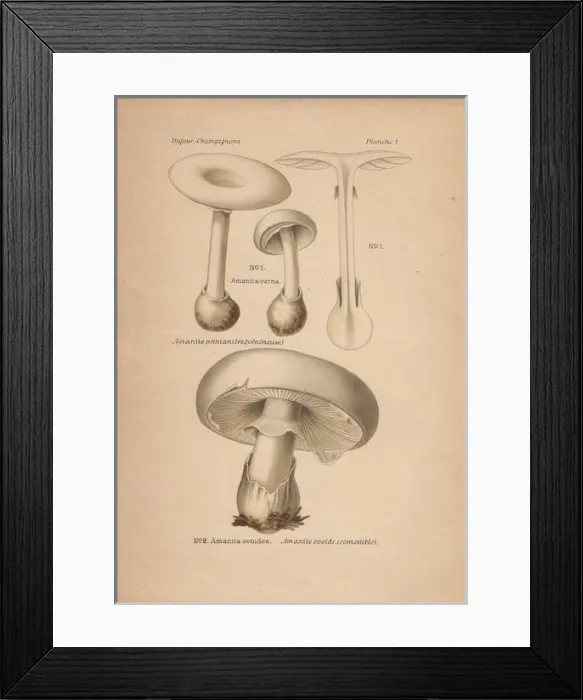 Framed Print : Poisonous fools mushroom Amanita verna Framed Print : Poisonous fools mushroom Amanita verna