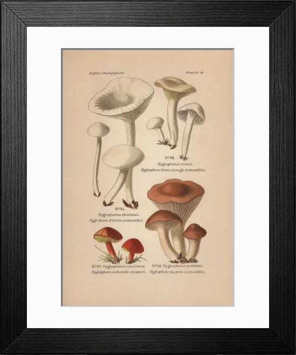 Framed Print : Edible mushrooms: Hygrophorus eburneus, H niveus Framed Print : Edible mushrooms: Hygrophorus eburneus, H niveus