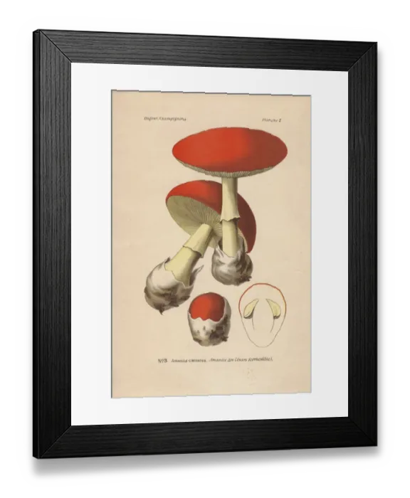Framed Print : Edible Caesars mushroom, Amanita caesarea Framed Print : Edible Caesars mushroom, Amanita caesarea