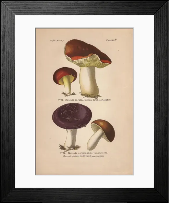 Framed Print : Gilded brittlegill, Russula aurata, and purple-colored