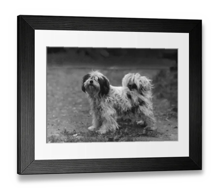 Framed Print : Fall / Tibetan Terriers / 47 Framed Print : Fall / Tibetan Terriers / 47