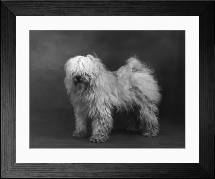 Framed Print : Fall / Tibetan Terriers / 51 Framed Print : Fall / Tibetan Terriers / 51