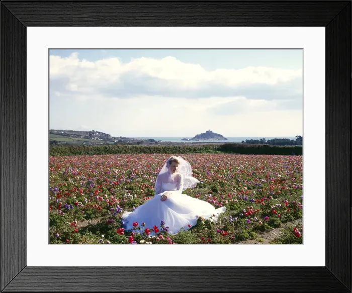 Framed Print : Bride, anemones, St Michaels Mount, Marazion, Cornwall Framed Print : Bride, anemones, St Michaels Mount, Marazion, Cornwall