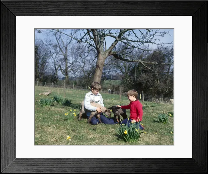 Framed Print : Two boys with spring lambs, Somerset Framed Print : Two boys with spring lambs, Somerset