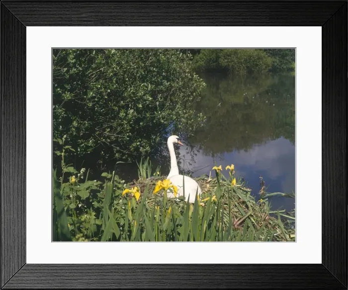 Framed Print : Swan and yellow iris, The Mill Pond, Hayle, Cornwall Framed Print : Swan and yellow iris, The Mill Pond, Hayle, Cornwall