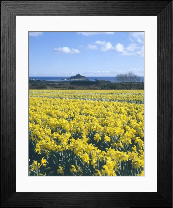 Framed Print : Daffodil fields, St Michaels Mount, Marazion, Cornwall Framed Print : Daffodil fields, St Michaels Mount, Marazion, Cornwall